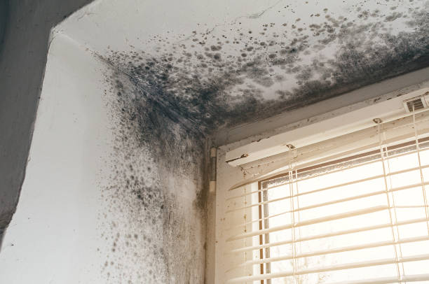 Affordable Hvac And Air Duct Mold Remediation solutions in Ridge, MD